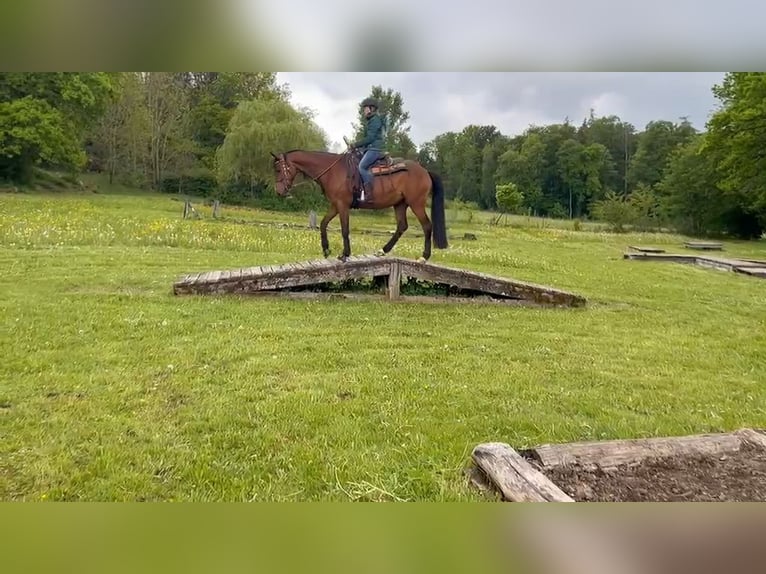 Trakehner Stute 12 Jahre 167 cm Brauner in Syke
