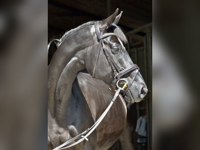 Trakehner Stute 12 Jahre 168 cm Rappe in Bad Oldesloe