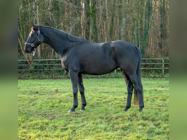 Trakehner Stute 12 Jahre 170 cm Rappe in Nübbel