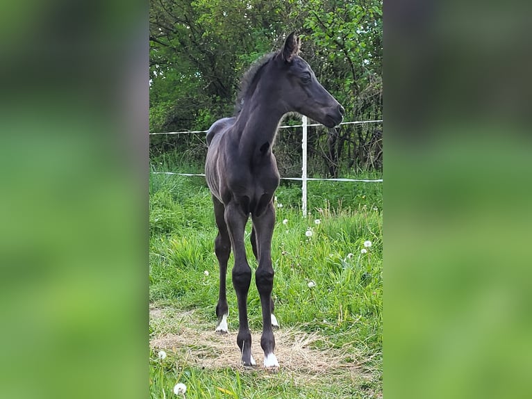 Trakehner Stute 12 Jahre 170 cm Schwarzbrauner in Bad Laasphe