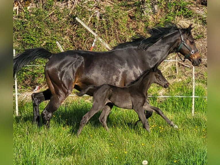 Trakehner Stute 12 Jahre 170 cm Schwarzbrauner in Bad Laasphe