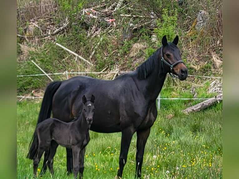 Trakehner Stute 12 Jahre 170 cm Schwarzbrauner in Bad Laasphe