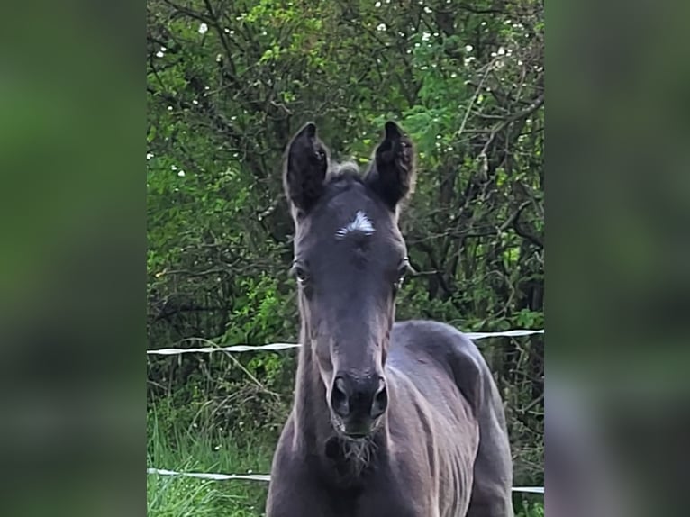 Trakehner Stute 12 Jahre 170 cm Schwarzbrauner in Bad Laasphe