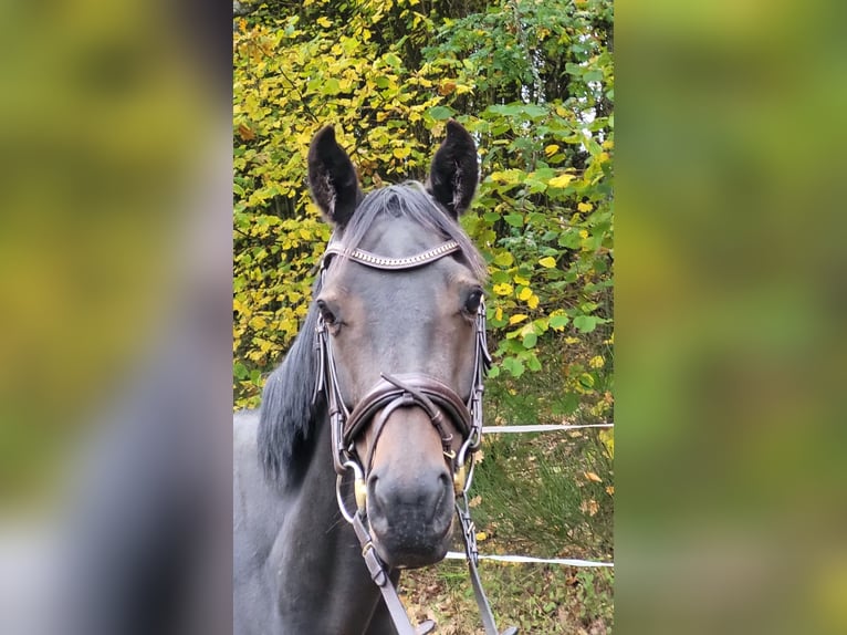 Trakehner Stute 12 Jahre 170 cm Schwarzbrauner in Bad Laasphe