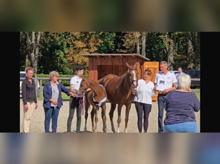 Trakehner Stute 13 Jahre 158 cm Brauner in Bad Oldesloe