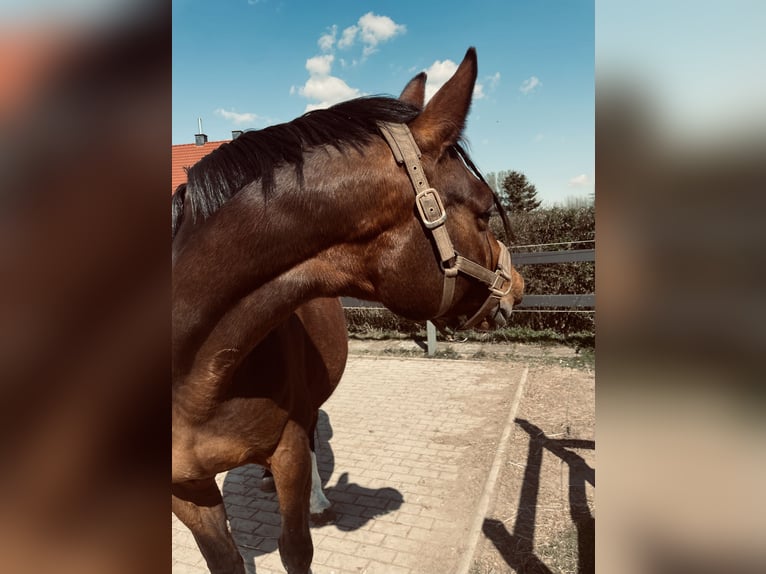 Trakehner Stute 13 Jahre 160 cm Brauner in Amöneburg