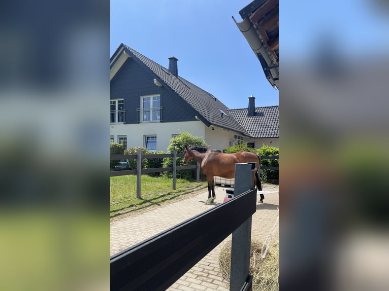 Trakehner Stute 13 Jahre 160 cm Brauner in Amöneburg
