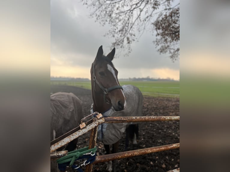 Trakehner Stute 13 Jahre 163 cm Brauner in Senden
