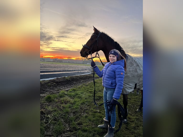 Trakehner Stute 13 Jahre 163 cm Brauner in Senden