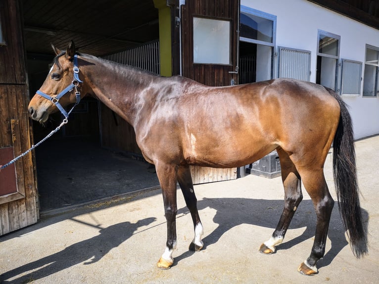 Trakehner Stute 13 Jahre 163 cm Dunkelbrauner in Rosenheim