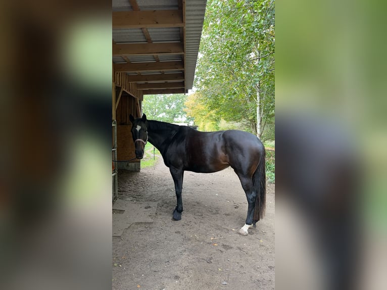 Trakehner Stute 13 Jahre 163 cm Dunkelbrauner in Harrislee