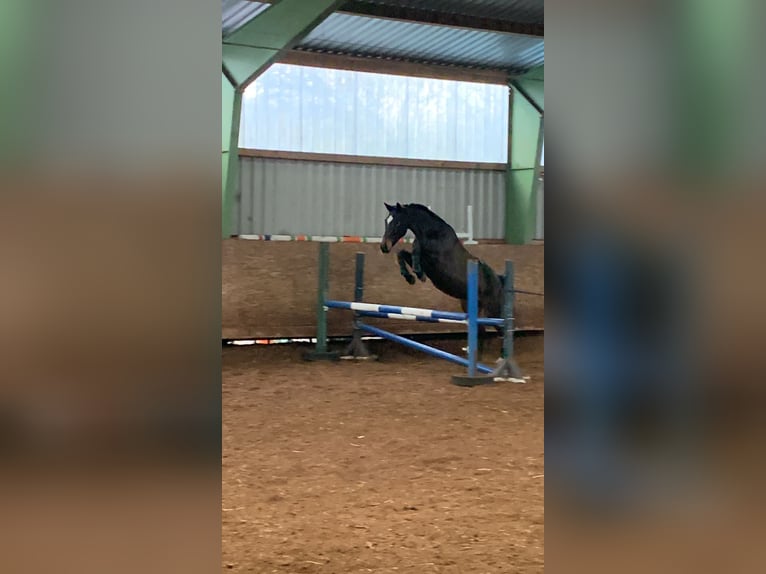 Trakehner Stute 13 Jahre 163 cm Dunkelbrauner in Harrislee