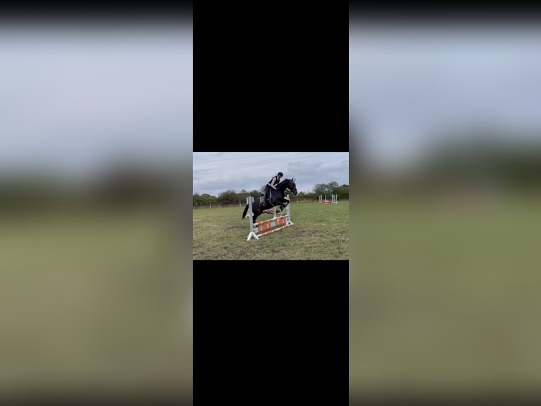 Trakehner Stute 13 Jahre 163 cm Dunkelbrauner in Harrislee