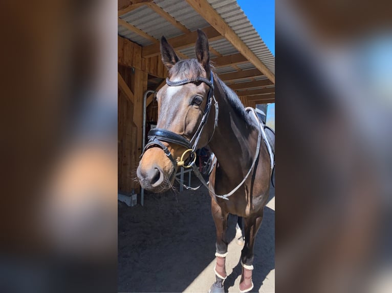 Trakehner Stute 13 Jahre 163 cm Dunkelbrauner in Harrislee