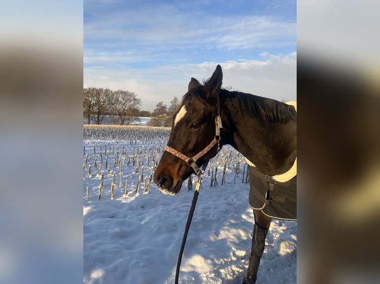 Trakehner Stute 13 Jahre 163 cm Dunkelbrauner in Harrislee