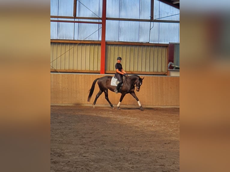 Trakehner Stute 13 Jahre 163 cm Dunkelbrauner in Harrislee