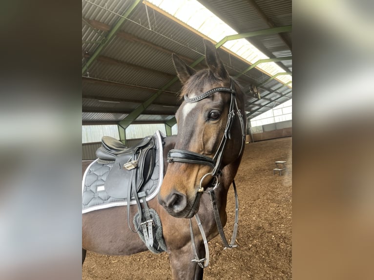 Trakehner Stute 13 Jahre 163 cm Dunkelbrauner in Harrislee