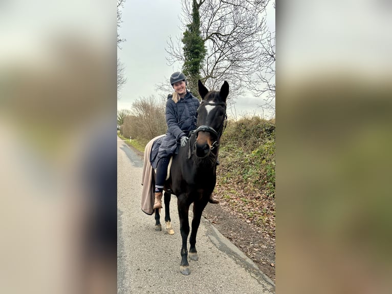 Trakehner Stute 13 Jahre 163 cm Dunkelbrauner in Harrislee