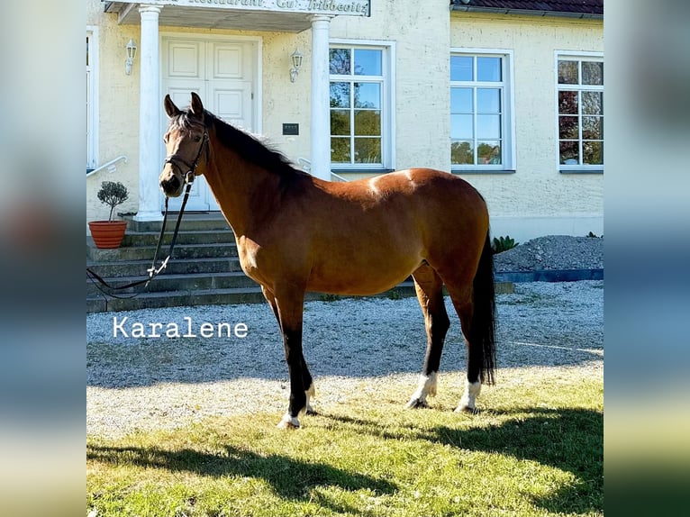 Trakehner Stute 13 Jahre 163 cm Hellbrauner in Neuenkirchen auf Rügen Trakehner Stute 13 Jahre 163 cm Hellbrauner in Neuenkirchen auf Rügen