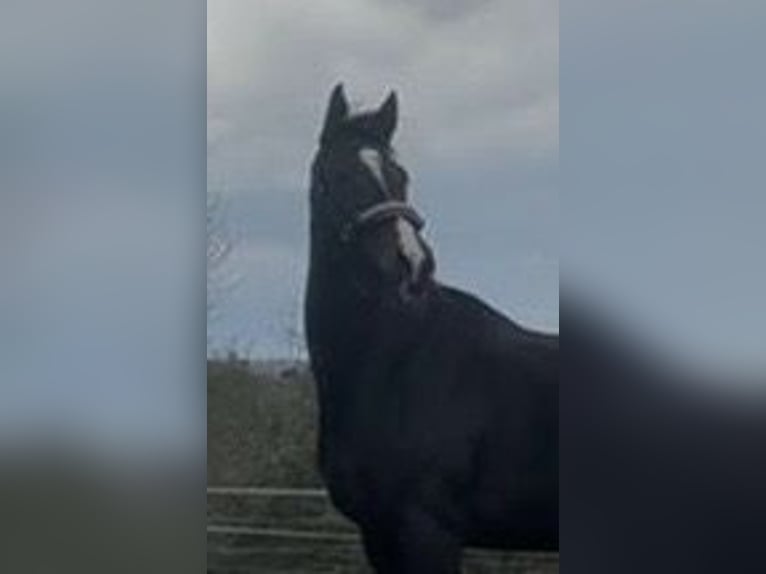 Trakehner Stute 13 Jahre 165 cm Brauner in Beselich