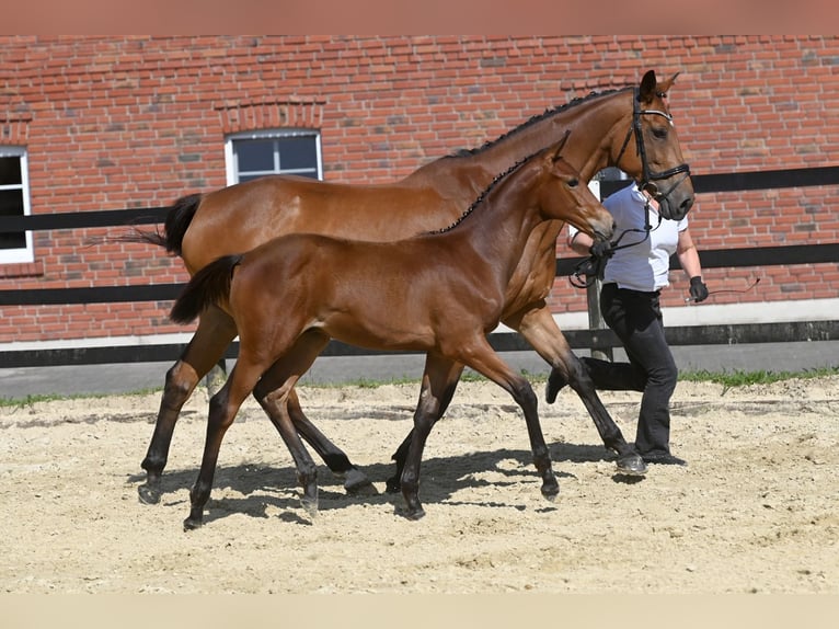 Trakehner Stute 13 Jahre 165 cm Brauner in Oelde