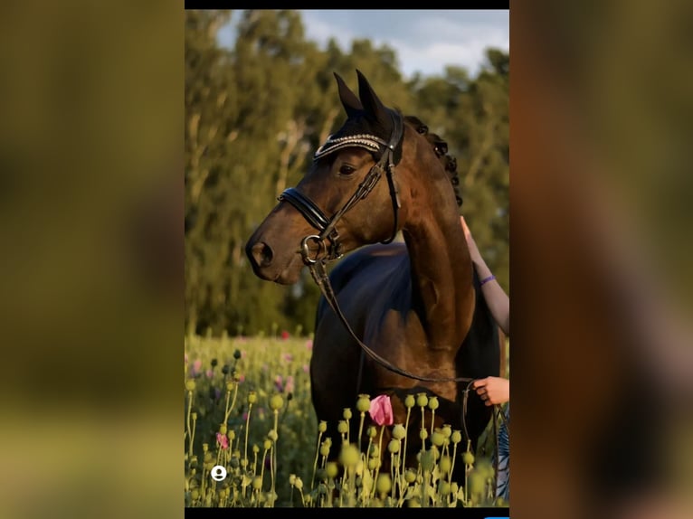Trakehner Stute 13 Jahre 165 cm  in Limbach-Oberfrohna