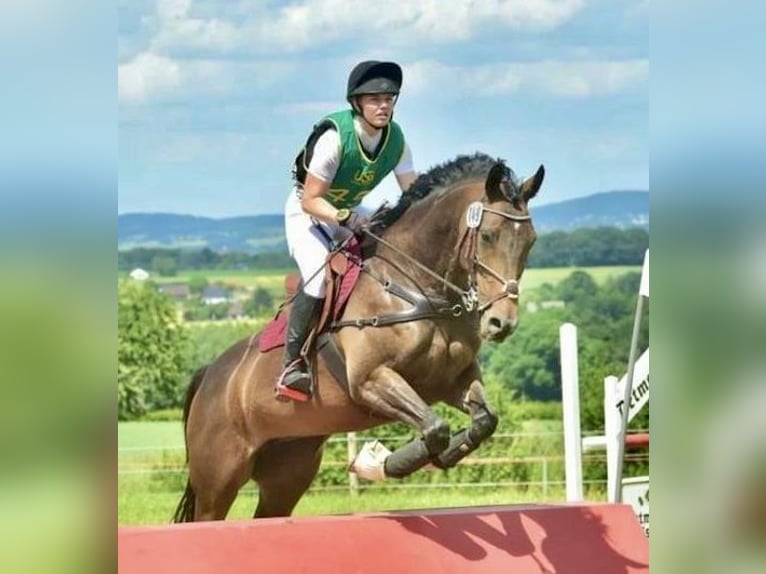 Trakehner Stute 13 Jahre 166 cm Brauner in Enger