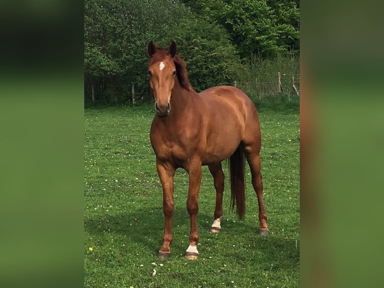 Trakehner Stute 13 Jahre 167 cm Fuchs in Flensburg
