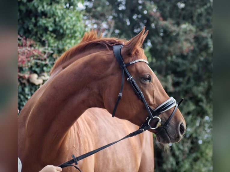 Trakehner Stute 13 Jahre 167 cm Fuchs in Flensburg