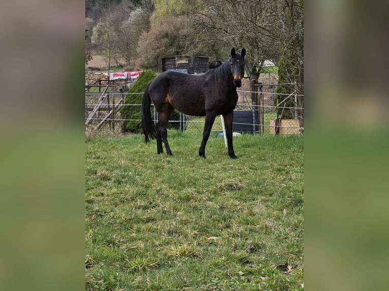 Trakehner Stute 13 Jahre 168 cm Brauner in Hallgarten