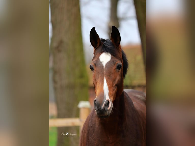 Trakehner Stute 13 Jahre 168 cm Dunkelbrauner in Neuenkirchen-Vörden
