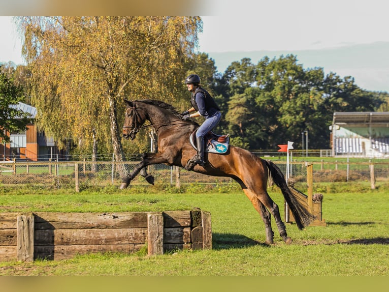 Trakehner Stute 13 Jahre 170 cm Dunkelbrauner in Nienburg (Weser) Holtorf