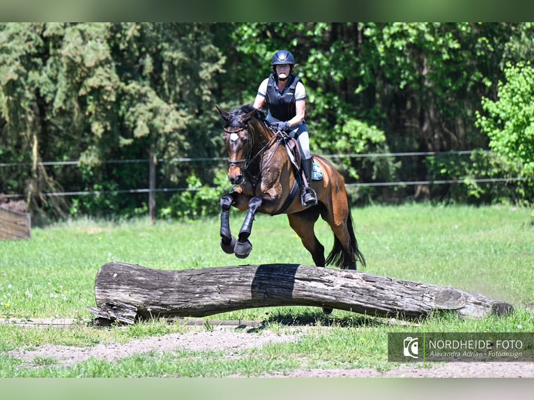 Trakehner Stute 13 Jahre 170 cm Dunkelbrauner in Nienburg (Weser) Holtorf
