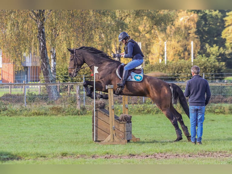 Trakehner Stute 13 Jahre 170 cm Dunkelbrauner in Nienburg (Weser) Holtorf