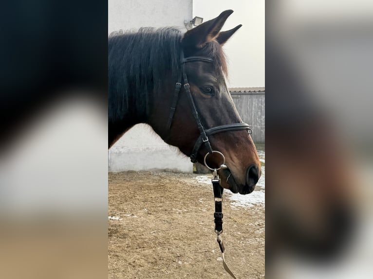 Trakehner Stute 13 Jahre 174 cm Brauner in Baar bei Augsburg