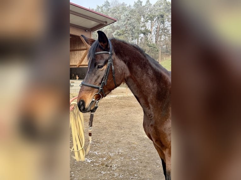 Trakehner Stute 13 Jahre 174 cm Brauner in Baar bei Augsburg