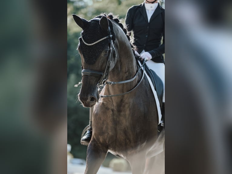 Trakehner Stute 13 Jahre 175 cm Rappe in Haßloch Trakehner Stute 13 Jahre 175 cm Rappe in Haßloch