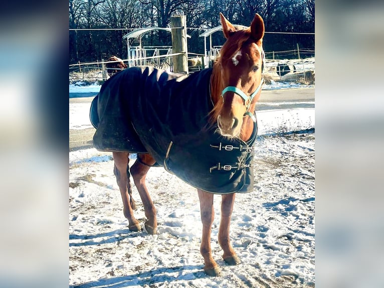 Trakehner Mix Stute 14 Jahre 158 cm Dunkelfuchs in Wasserburg am Inn