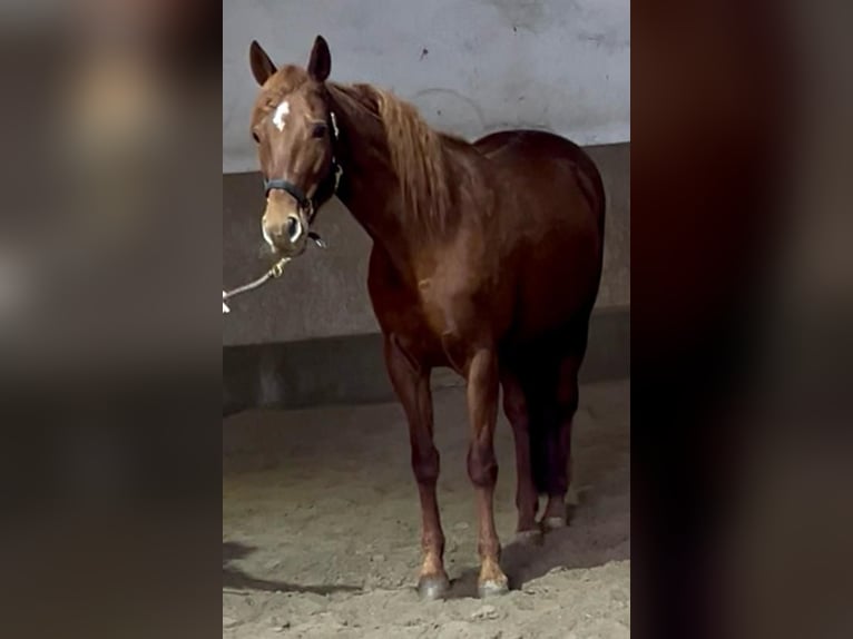 Trakehner Mix Stute 14 Jahre 158 cm Dunkelfuchs in Wasserburg am Inn