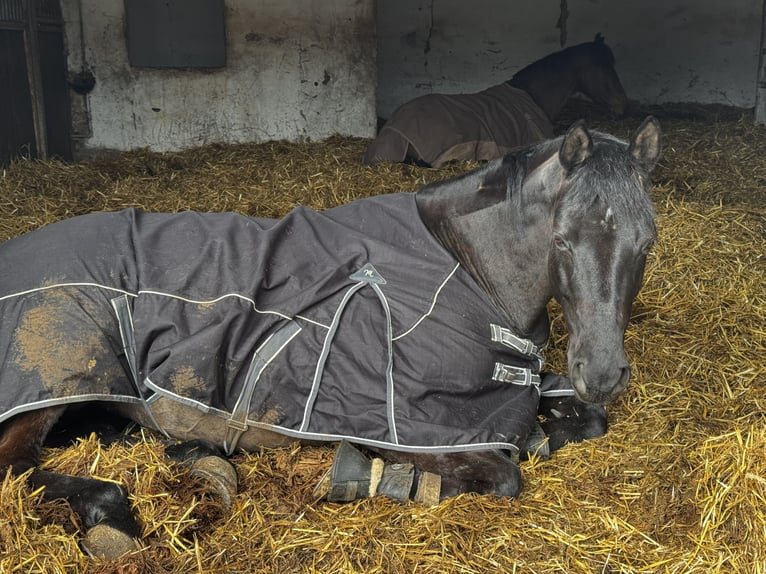 Trakehner Stute 14 Jahre 162 cm Dunkelbrauner in Homburg-Einöd
