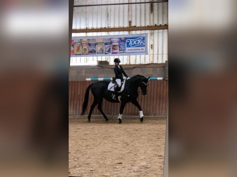 Trakehner Stute 14 Jahre 162 cm Dunkelbrauner in Homburg-Einöd