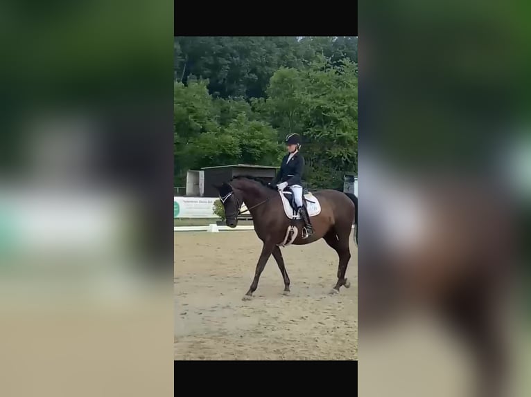 Trakehner Stute 14 Jahre 162 cm Dunkelbrauner in Homburg-Einöd