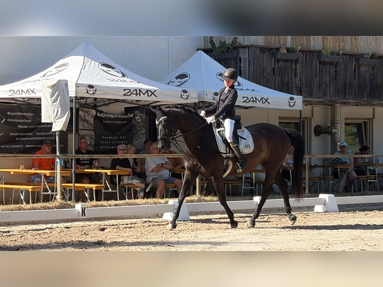 Trakehner Stute 14 Jahre 162 cm Dunkelbrauner in Homburg-Einöd