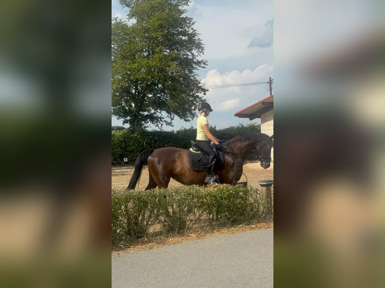 Trakehner Stute 14 Jahre 162 cm Dunkelbrauner in Homburg-Einöd