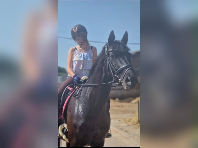Trakehner Stute 14 Jahre 162 cm Dunkelbrauner in Homburg-Einöd