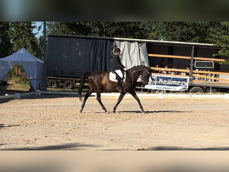 Trakehner Stute 14 Jahre 162 cm Dunkelbrauner in Homburg-Einöd