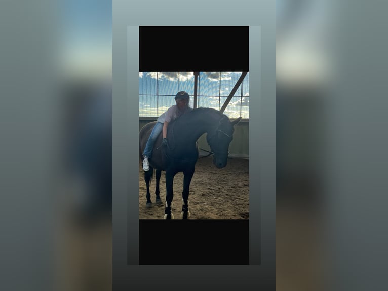 Trakehner Stute 14 Jahre 162 cm Dunkelbrauner in Homburg-Einöd