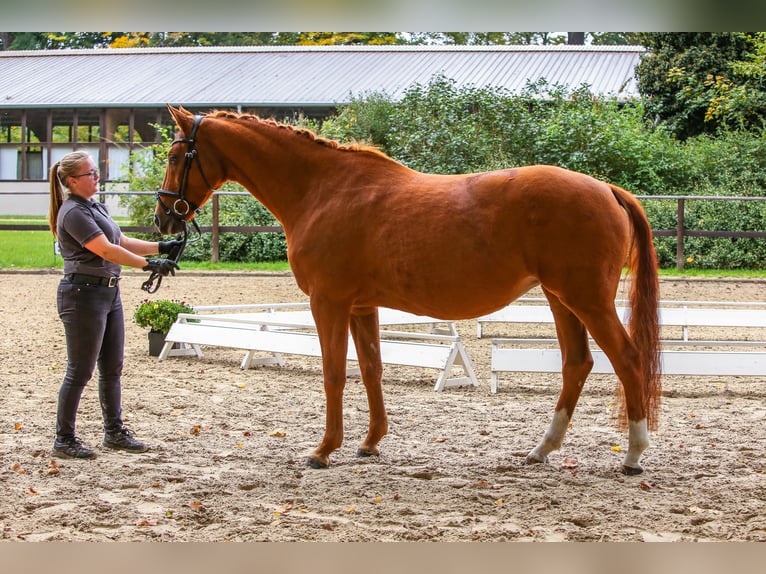 Trakehner Stute 14 Jahre 164 cm Fuchs in Kremmen Trakehner Stute 14 Jahre 164 cm Fuchs in Kremmen