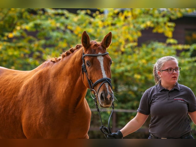 Trakehner Stute 14 Jahre 164 cm Fuchs in Kremmen Trakehner Stute 14 Jahre 164 cm Fuchs in Kremmen