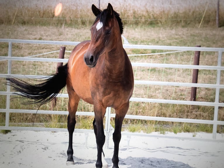 Trakehner Mix Stute 14 Jahre 165 cm Brauner in Neustadt bei Coburg